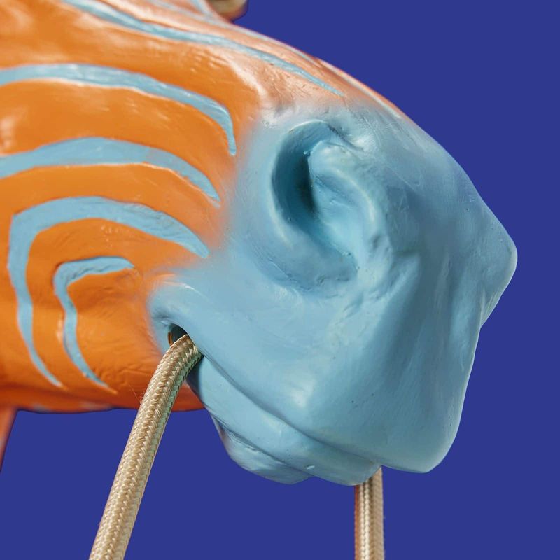 Zebra Zora vegglampe blå og oransje 